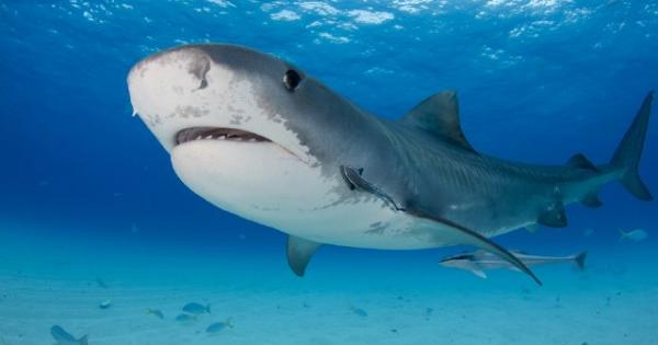 Природата си остава най великият инженер и не е чудно че