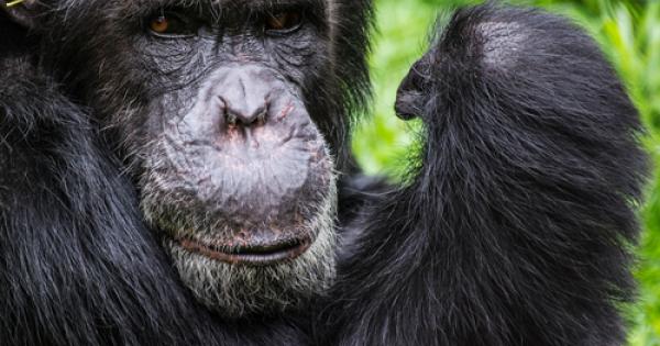 Ние хората се смятаме за изключителни същества венец на