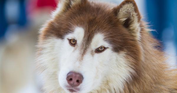 Аляският маламут Коко е може би най глезеното куче в света
