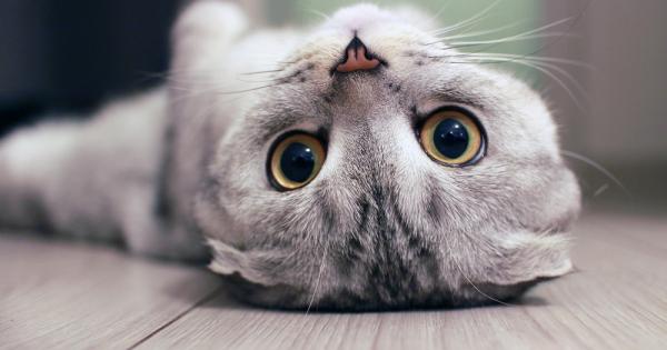 Няма как да отречем че котките са странни – дяволски