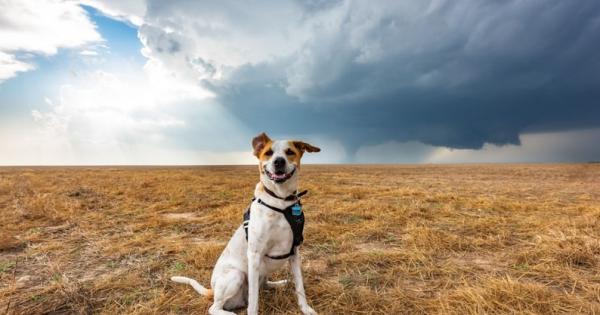 През последните 16 години Майк Мезуел е пропътувал безброй километри