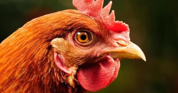 Яйцето може да е част от всеки списък с покупки