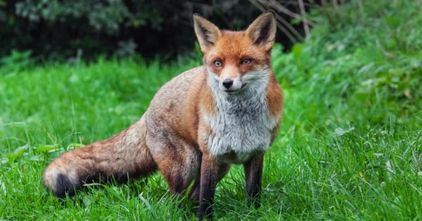 Лисиците са невероятно любвеобилни същества Напук на традиционните приказки които