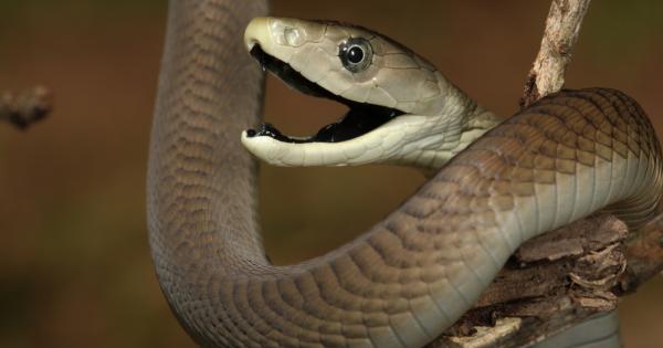 В отровата на черната мамба се крие обезболяващо вещество силно