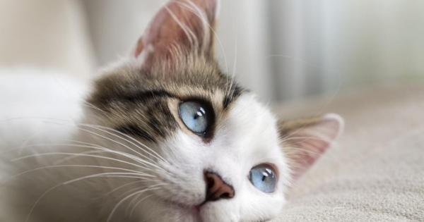 1 Съществуват над 500 милиона домашни котки в света от