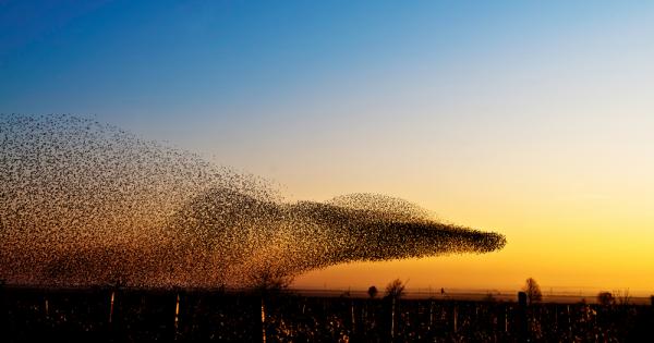 Знаем че прелетните птици се ориентират с помощта на магниторецепцията