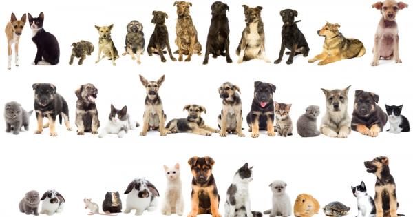 Стремежът към чисти породи уврежда здравето на домашните любимци и