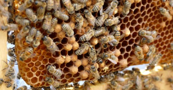 Хенри VIII бил много своенравен – наумял ли си нещо