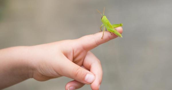 Насекомите са страхотна алтернатива на конвенционалните месни храни защото са