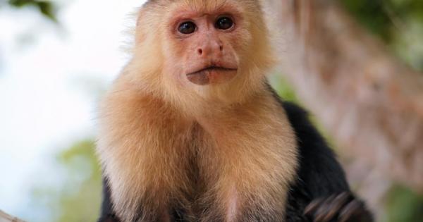 Международен екип от учени откри че група белолики капуцини в