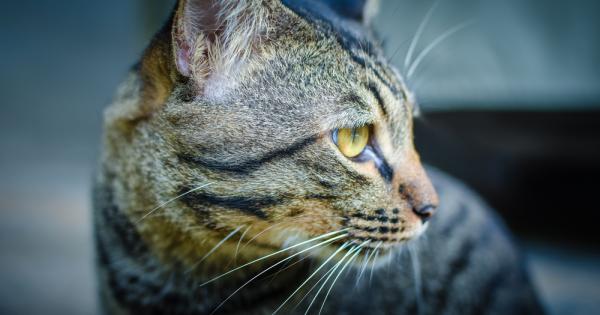 Какви са поведенията на домашните любимци които тълкуваме неправилно Експерти