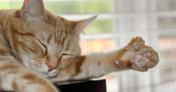 Ценени заради своята уникалност полидактилните котки които имат повече пръсти