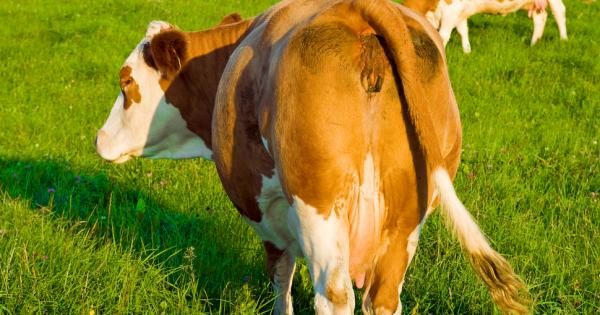 Учени измислиха решение което ще намали броя на лъвовете убити