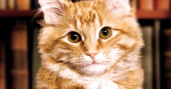 Книгата е не просто спомен за едно необикновено животно тя