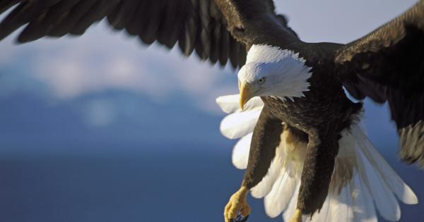 Орел и чучулига се срещнаха на една скала насред висок