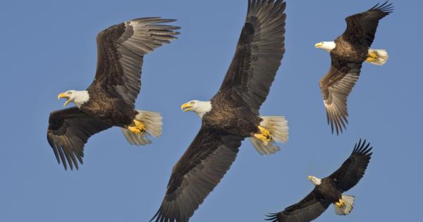 Свикнали сме да мислим че хората са най чистия пример за