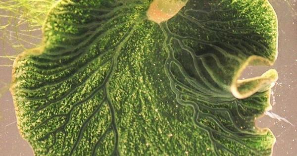 Запознайте се със зеления морски плужек (Elysia chlorotica) - едно