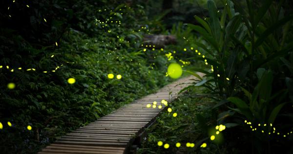 Светулките са магията на лятото и техните светлинни представления са