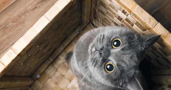 Какво трябва да може всяка уважаваща себе си котка 1 Да