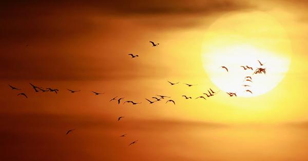 Един човек уловил птица а тя му проговорила — Господине