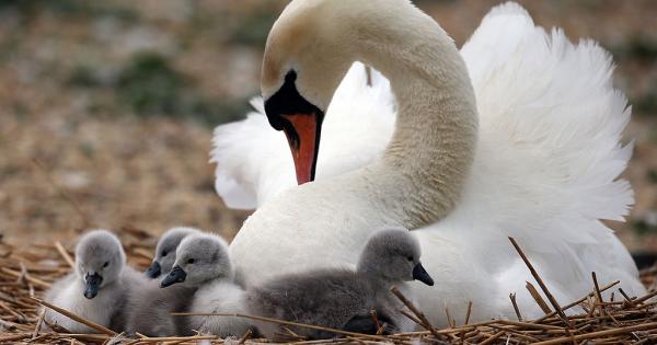 Родителската любов не познава граници Това важи както за нас