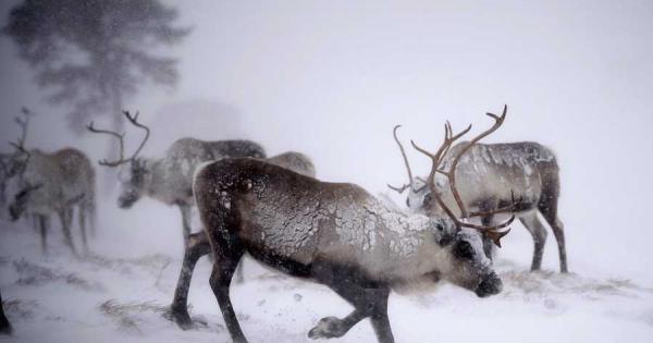 Северните елени на норвежкия архипелаг Свалбард са станали по малки и