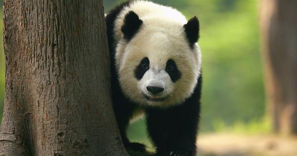 Гигантските панди вече не са застрашени от изчезване Техният официален