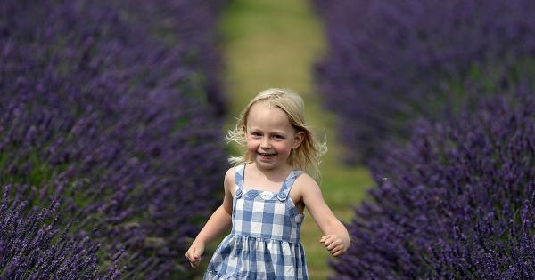 Гледката аромата и цветовете на едно поле с лавандула са