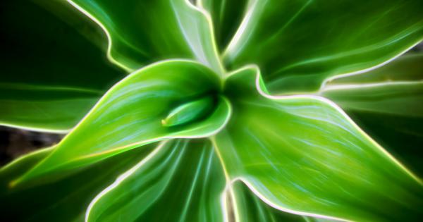 Съчетавайки гени от биолуминисцентни бактерии с обикновено декоративно растение наречено