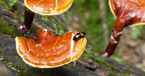 Паразитни бръмбари които нападат дърветата се внедряват ефективно в растенията