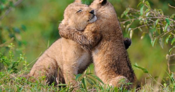 Човекът е венецът на природата и се опиянява от тази