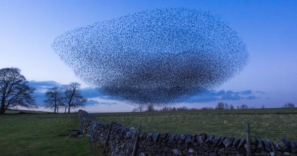 Когато птиците летят в ято поведението им става много особено
