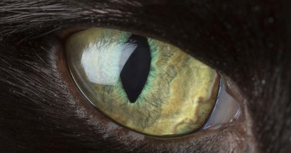 Две хубави очи Очите на зверче Не искат и не