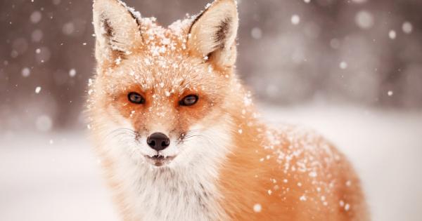 Зимата променя света и природата около нас но това не