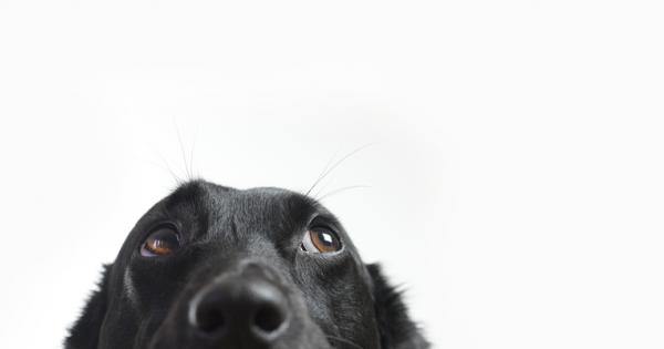 Чудили ли сте се някога какво правят кучетата ви когато