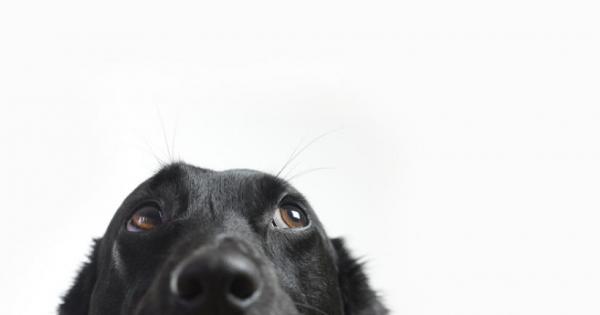 Нелсон Вергара харесал толкова много филма 101 далматинци че у