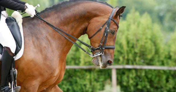 През 1923 г жокеят Франк Хейс спечелва състезание в Белмонт