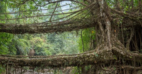 В Североизточна Индия се намира селището Черапунджи най дъждовното място