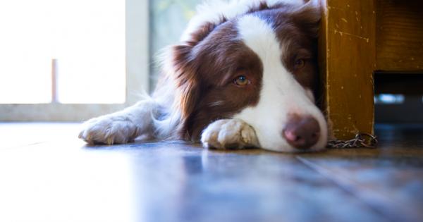 Всеки който има куче знае колко трудно е понякога да