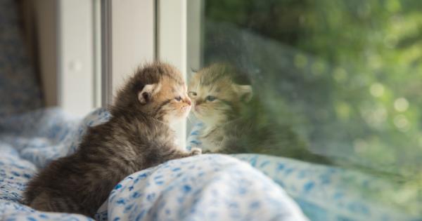 Мнозина твърдят че котките са по малко привързани към собствениците си