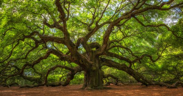 Как да не обичаме дърветата Те преобразуват въглеродния диоксид в