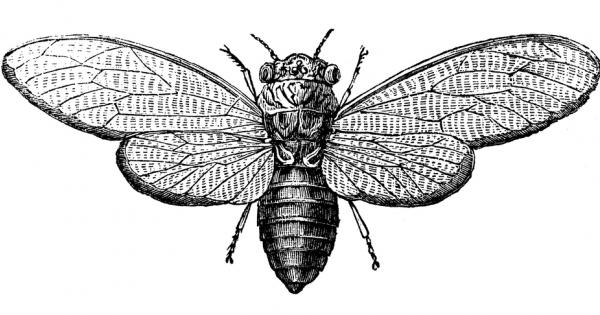 Веднъж в годината през януари от 2012 г насам в