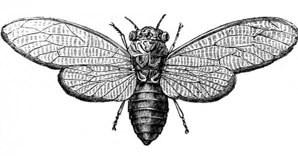 Cicada 3301 e може би най мистериозната от всички интернет