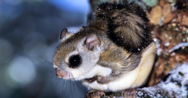 Ако има конкурс за най сладко животно претендентите със сигурност няма