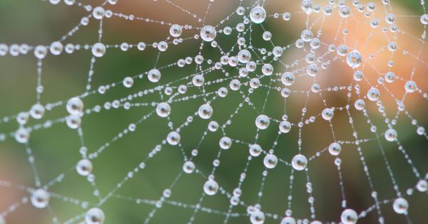 Изследователи от Великобритания и Испания показаха че паяците могат да