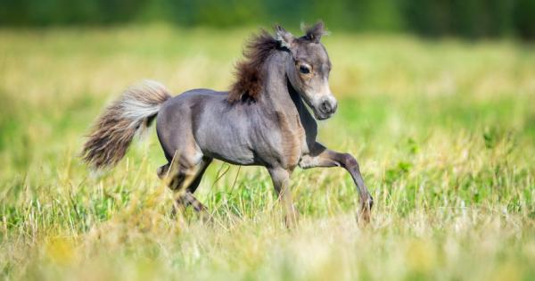 Тези миниатюрни коне са съвършените домашни любимци за хора, които