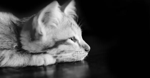 В интернет всеки ден е ден на котката Именно поради