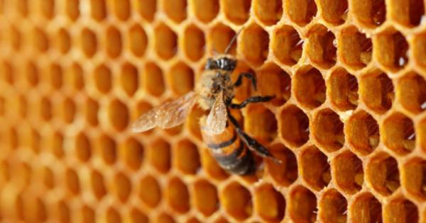 Когато медоносните пчели си подбират ново място за живеене те