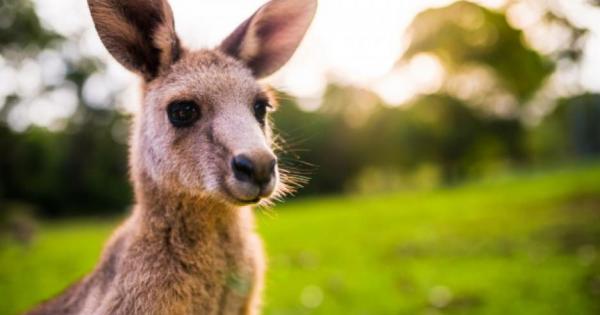 Едва ли някога сте се замисляли как точно изглежда торбата
