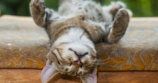 1 Човек се ражда уморен и живее за да си